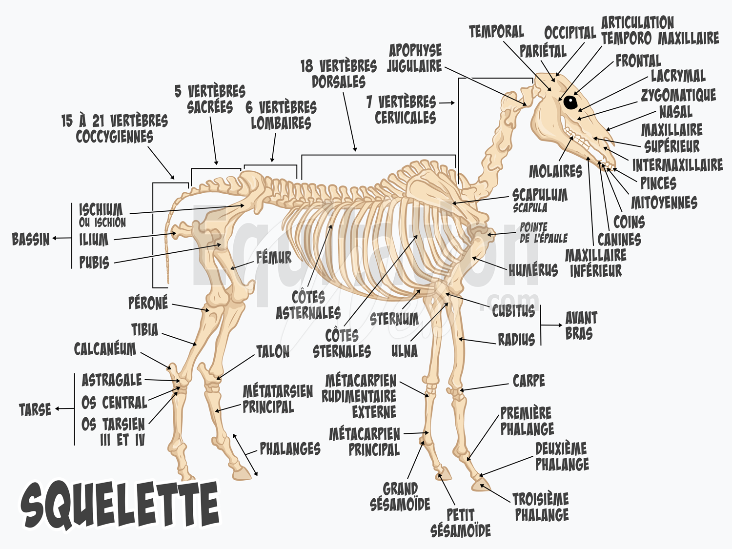 Squelette du cheval - Hippologie - WebEquitation®